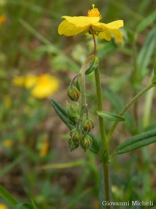 Helianthemum nummularium (Cistaceae)